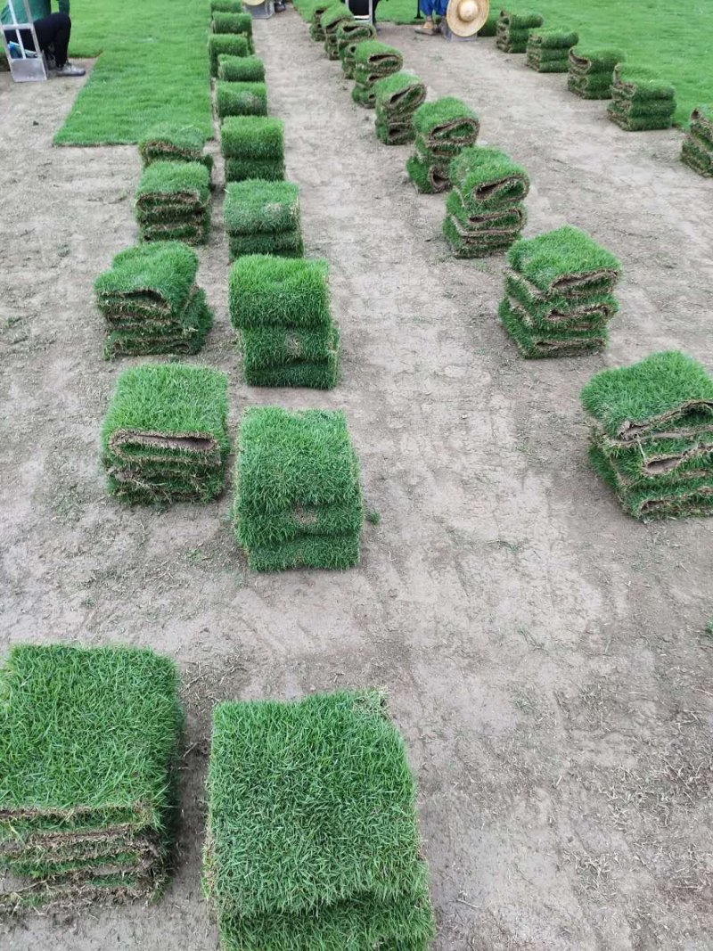 马尼拉草卷