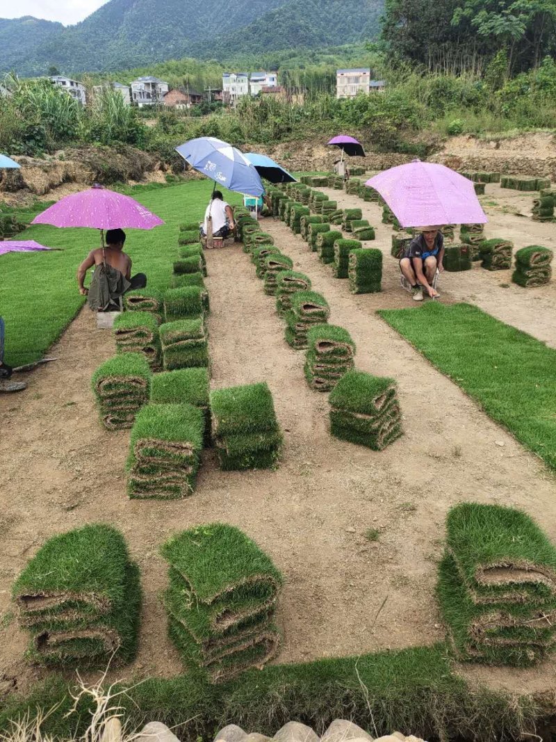 马尼拉草卷