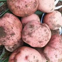 云南红皮优质土豆