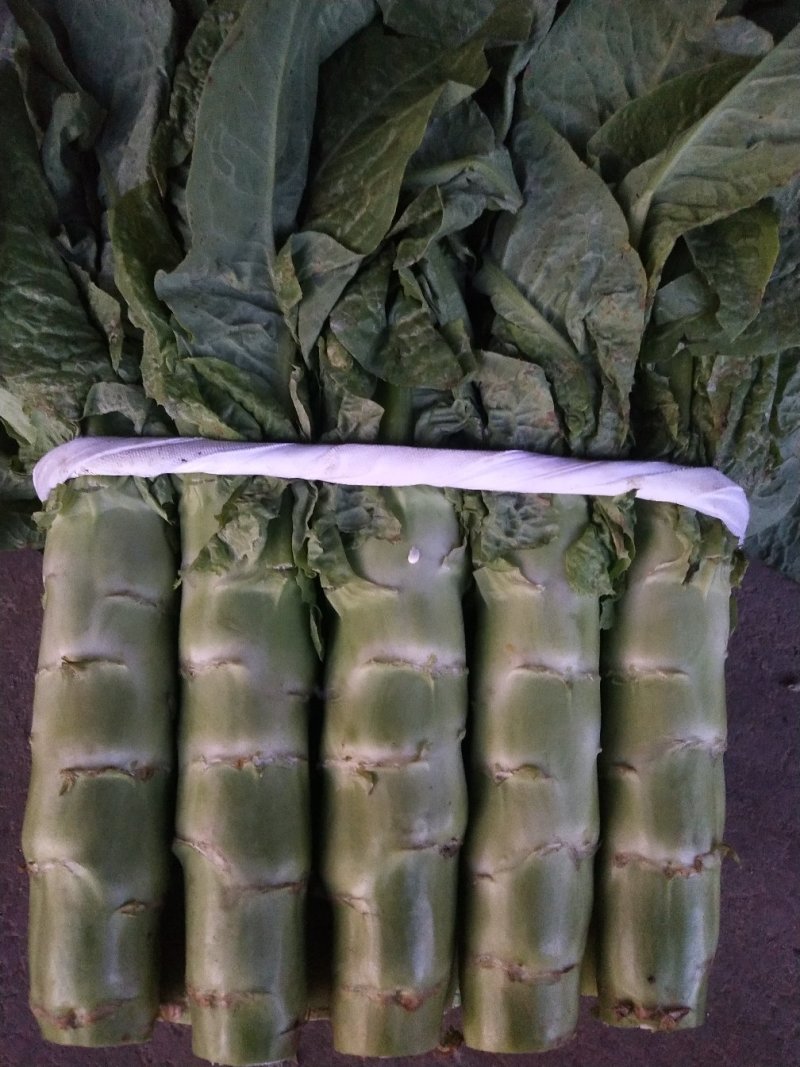 【推荐】精品三青莴苣大量上市中常年代收品质保障价优
