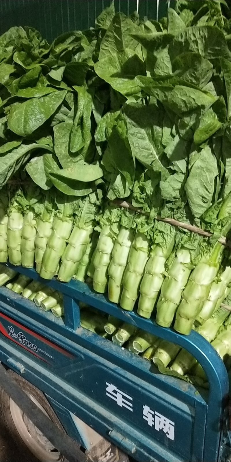 【推荐】精品三青莴苣大量上市中常年代收品质保障价优