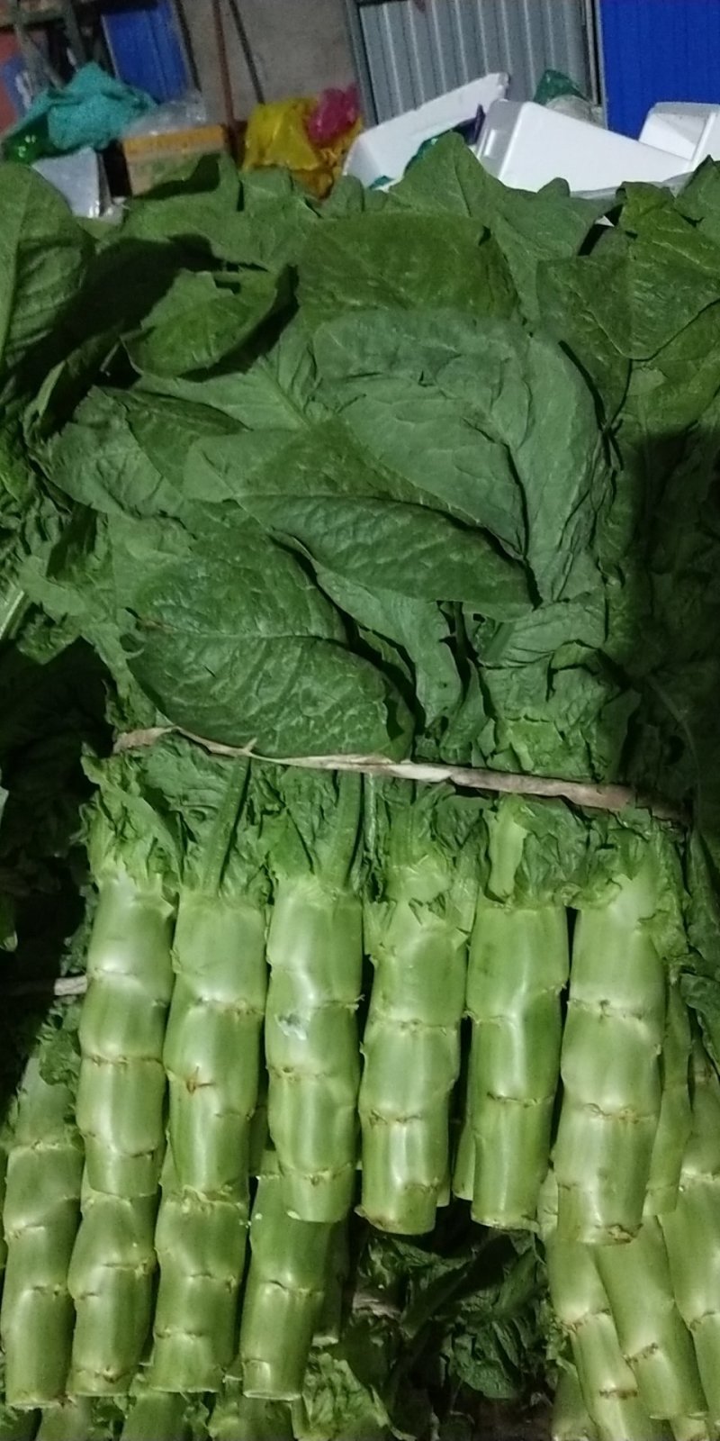 【推荐】精品三青莴苣大量上市中常年代收品质保障价优