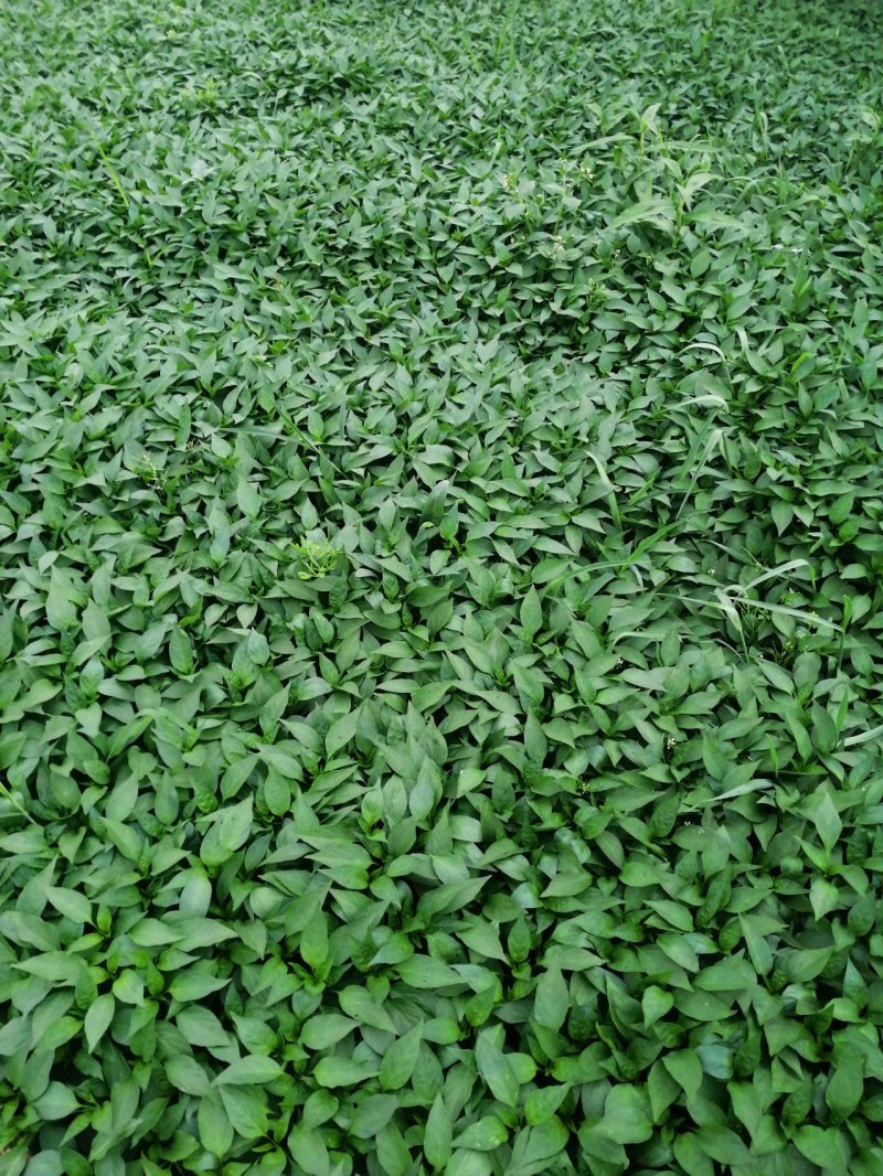 二荆条，朝天椒，等各种辣椒苗