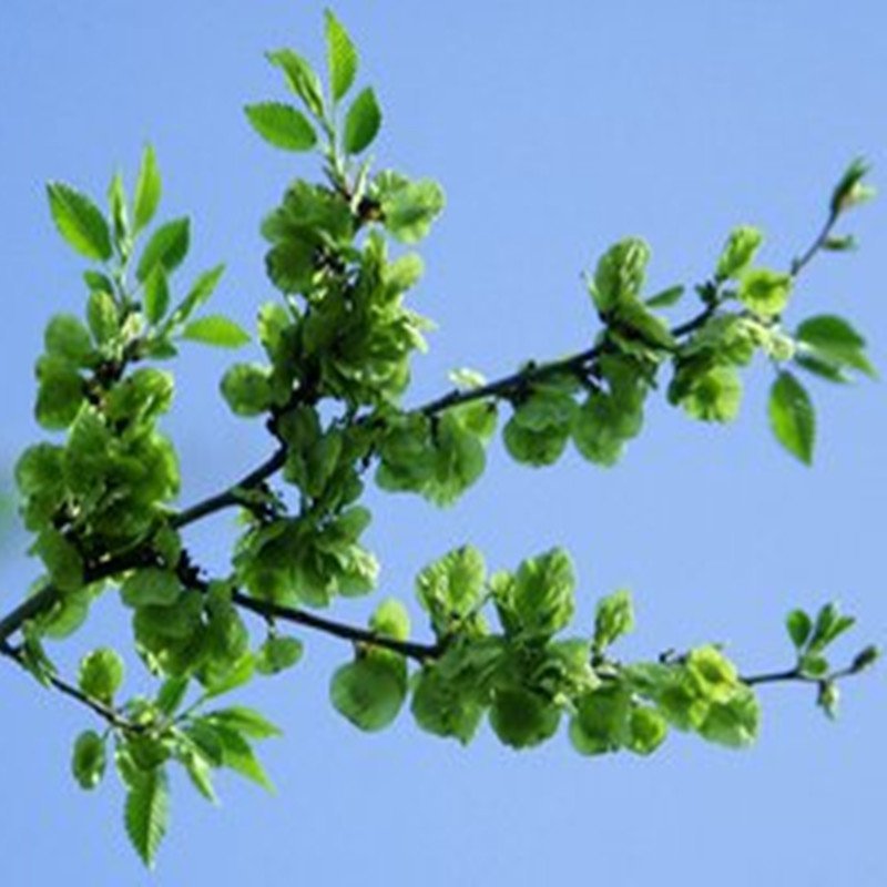 榆树种子榆树树千长年供应产地直销