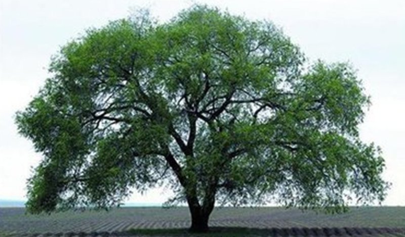 榆树种子榆树树千长年供应产地直销