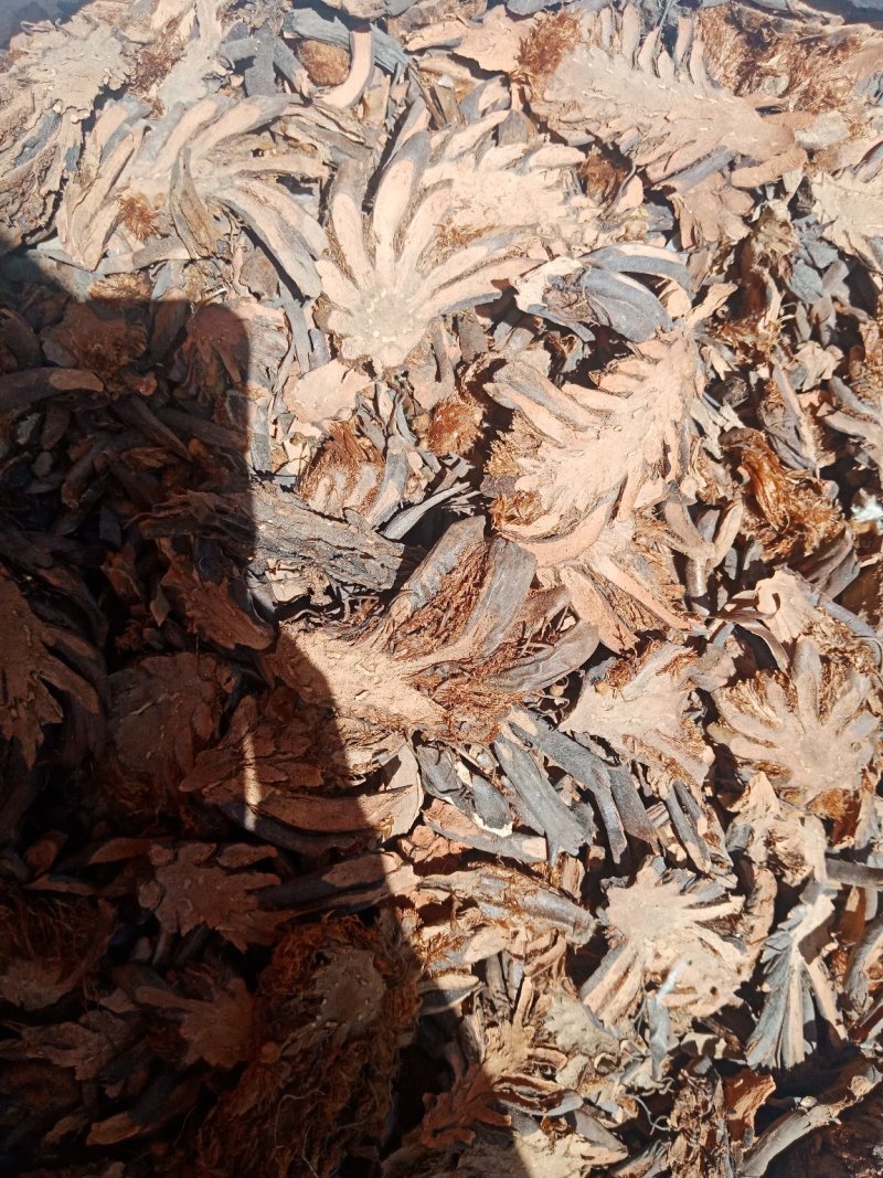 贯众中药材纵马贯众绵马贯众贯仲贯节贯渠贯众粉批发
