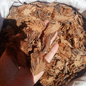 贯众中药材纵马贯众绵马贯众贯仲贯节贯渠贯众粉批发