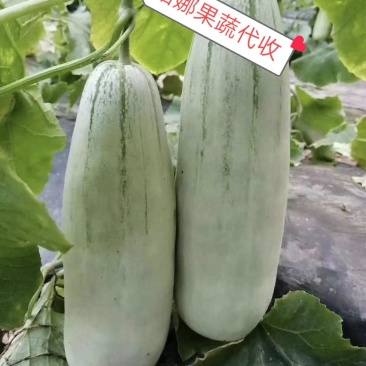万亩博洋61特色甜瓜任你选购