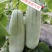 万亩博洋61特色甜瓜任你选购