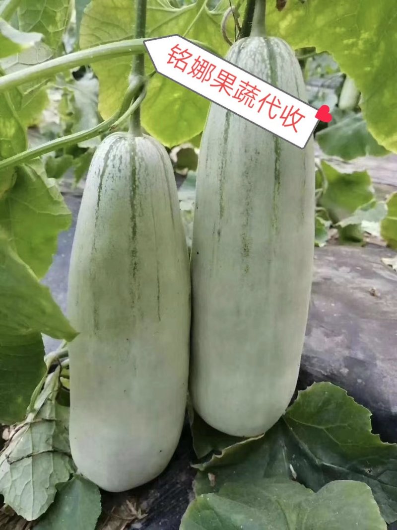 万亩博洋61特色甜瓜任你选购