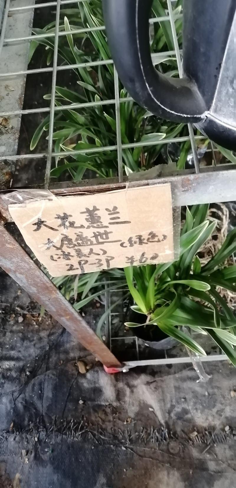 兰花苗兰花，红贵妃，惠兰，香带兰，建兰，带花苞发货，包邮