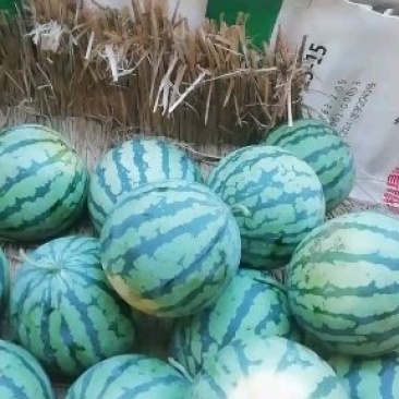 【西瓜】甜王，包甜耐运输，产地直销，大红度，精品西瓜