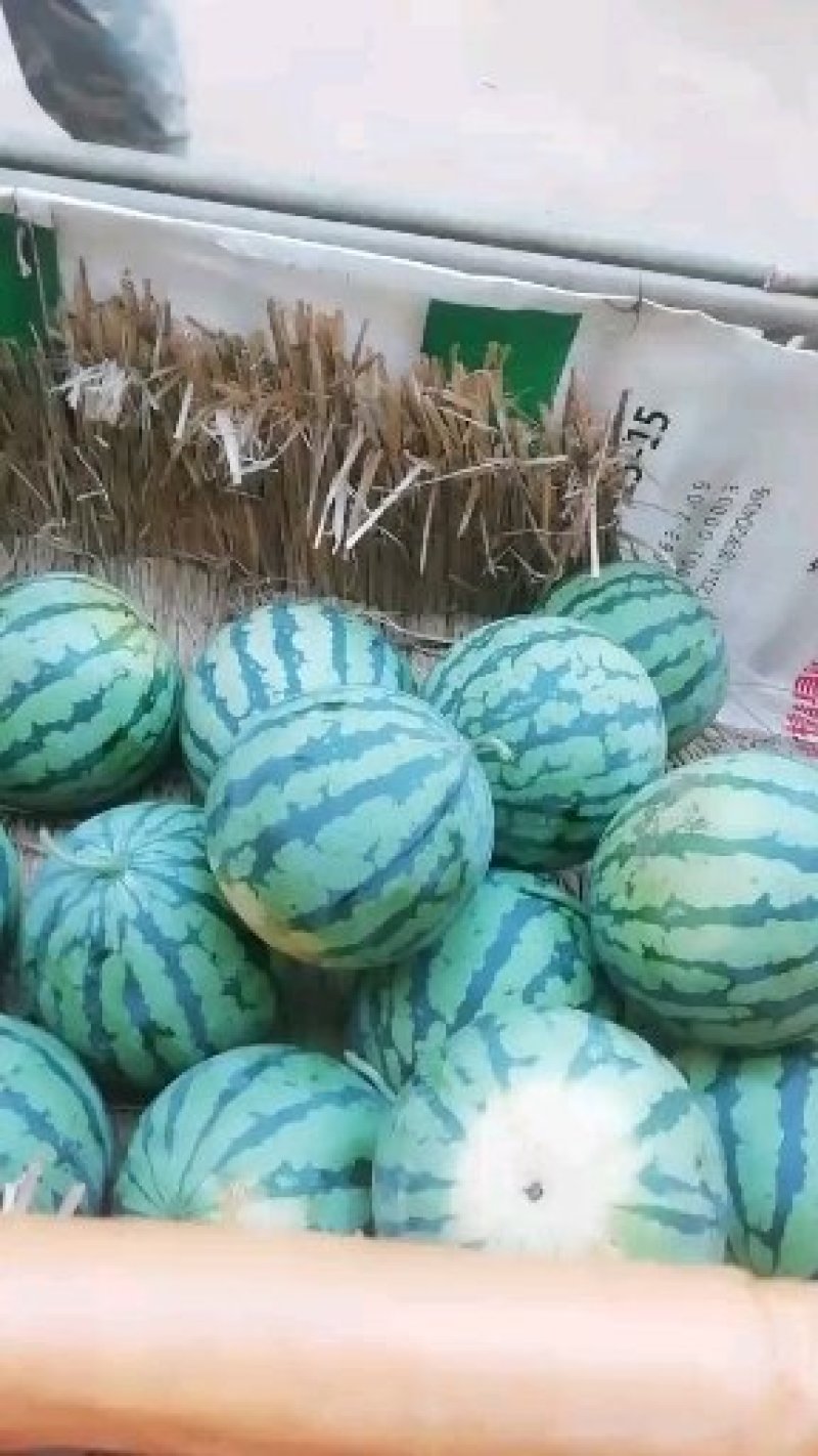 【西瓜】甜王，包甜耐运输，产地直销，大红度，精品西瓜