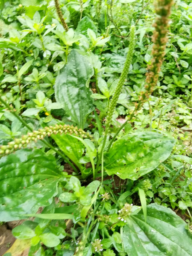 野生车前草，新鲜现挖现发。