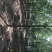 【速生白蜡】6公分白蜡8公分白蜡10公分白蜡12公分白蜡