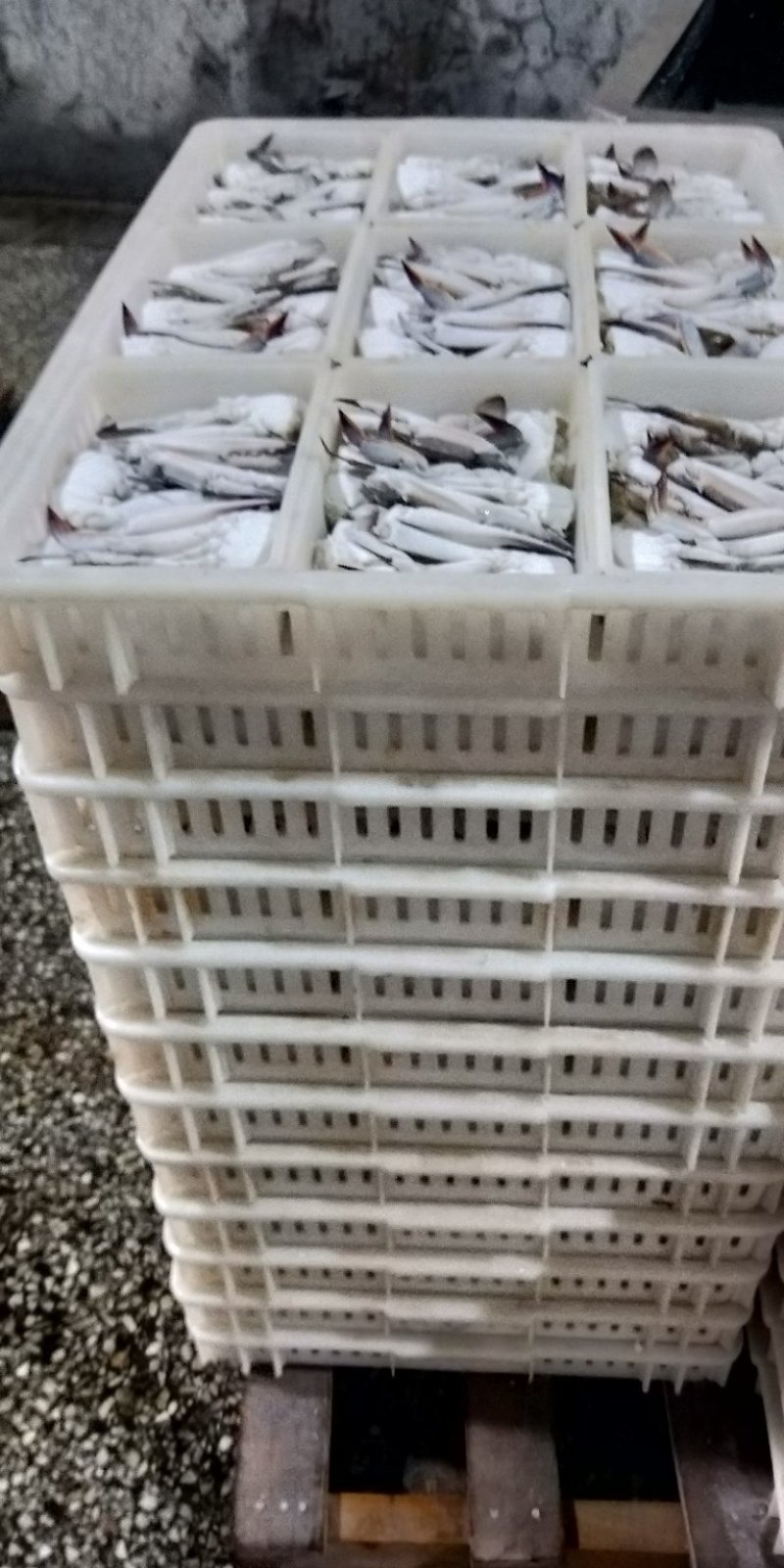 蟹块梭子蟹蟹块冷冻蟹块梭子蟹切块批发海蟹块香辣蟹块食材