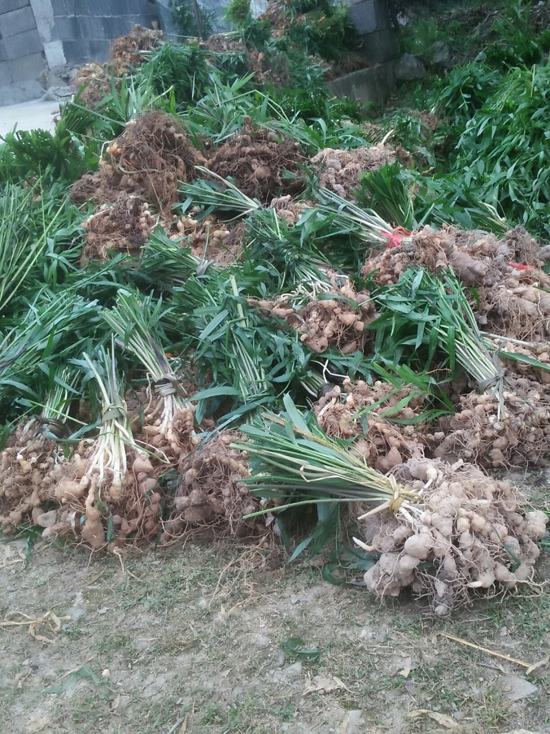 鸡头黄精苗，这是我们西南地区地道的品种，种植效益好。