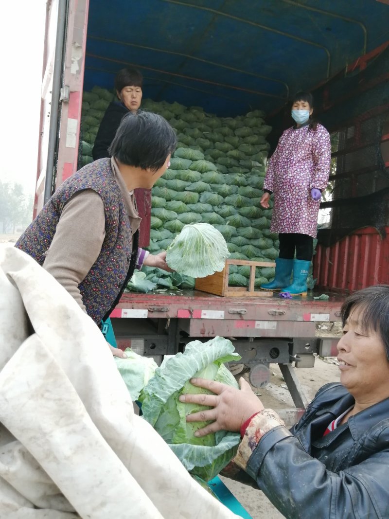 京丰一号包菜甘蓝扁包菜对接商超批发市场脱水厂产地直发