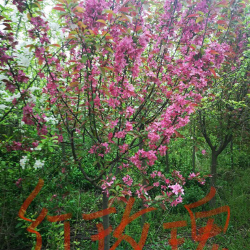 红宝石玫瑰
