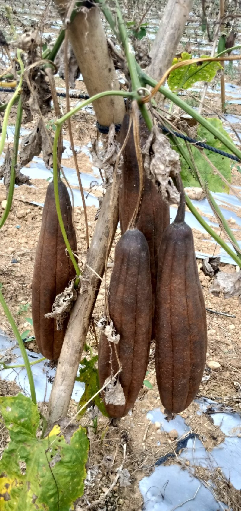 丝瓜络丝瓜瓤水瓜渣刷锅洗碗神器种植基地直发批发包邮