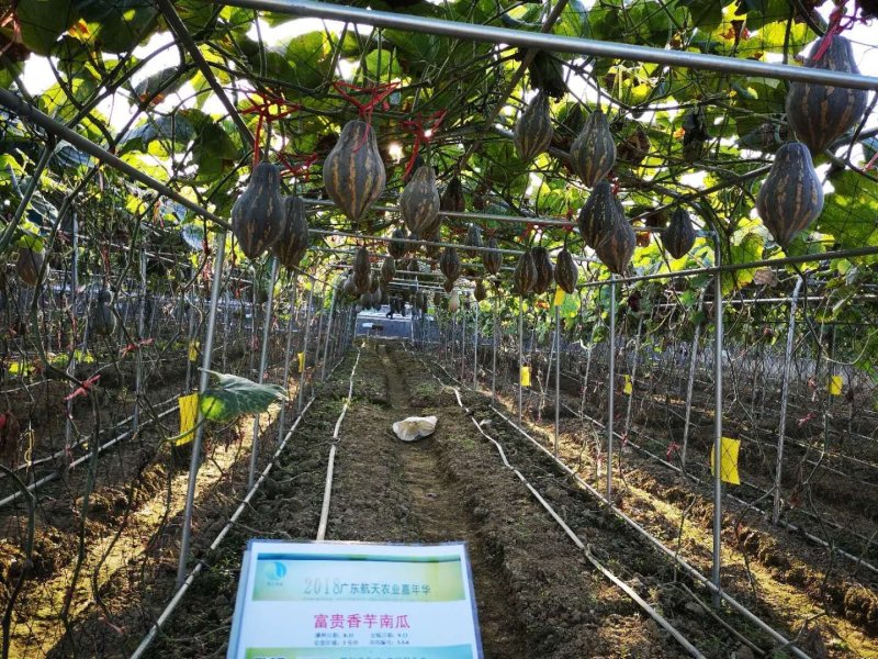 香味浓大果高产富贵香芋南瓜种子口感粉糯