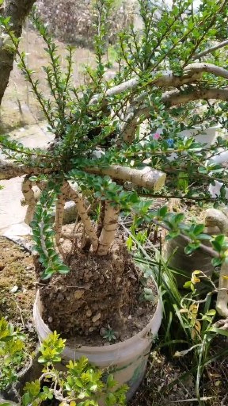绿植平枝荀子红果树苗树桩盆景素材新鲜桩蔷薇花卉盆栽