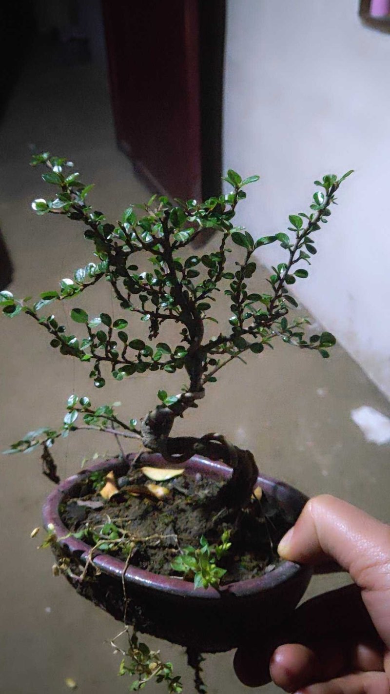 绿植平枝荀子红果树苗树桩盆景素材新鲜桩蔷薇花卉盆栽