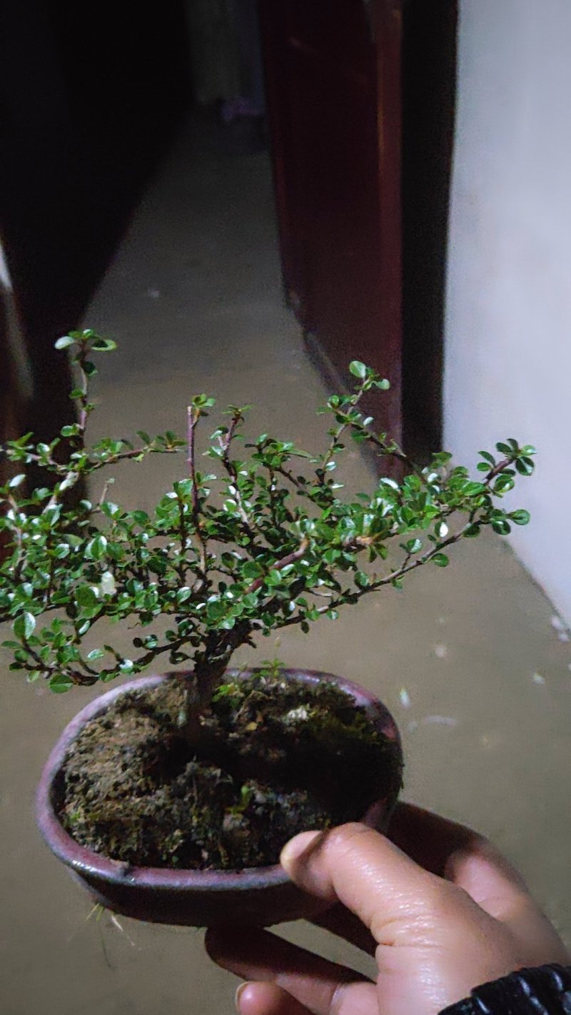 绿植平枝荀子红果树苗树桩盆景素材新鲜桩蔷薇花卉盆栽