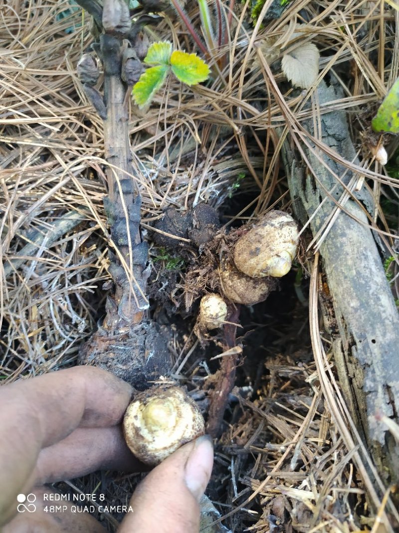 贵州古夜郎野生中药材黄花列当不是东北紫花列当