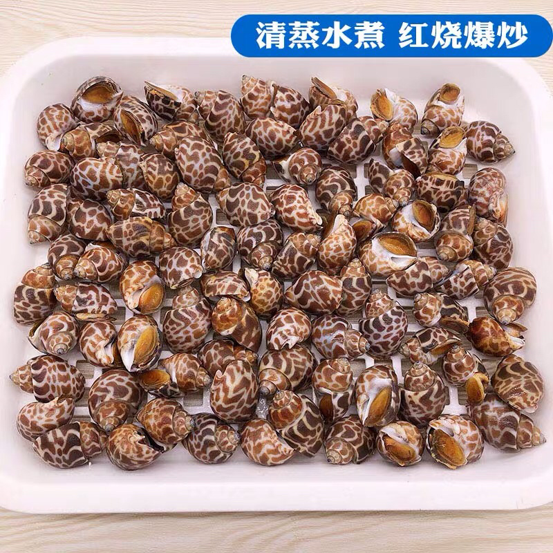 《有好货》花螺，冷冻花螺，印度花螺香螺猫眼螺贝类