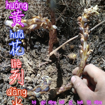 贵州古夜郎野生中药材黄花列当不是东北紫花列当