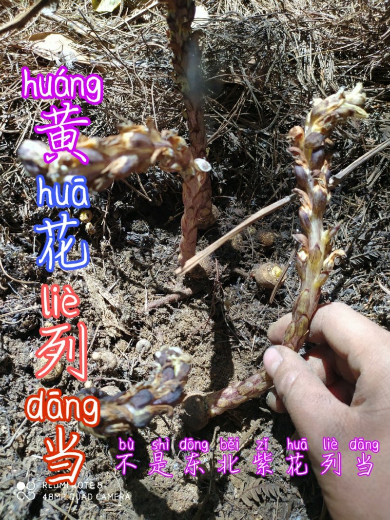 贵州古夜郎野生中药材黄花列当不是东北紫花列当