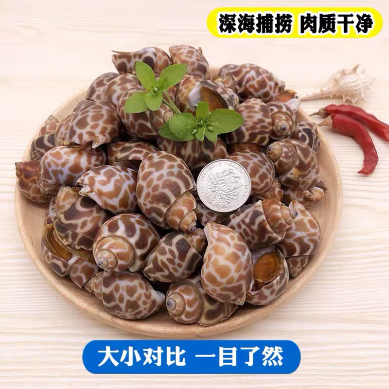 《有好货》花螺，冷冻花螺，印度花螺香螺猫眼螺贝类