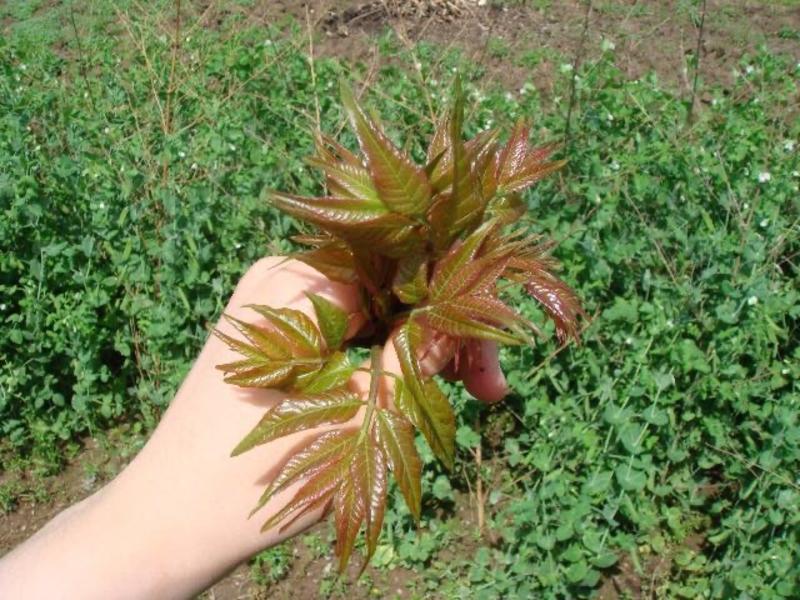 香椿芽