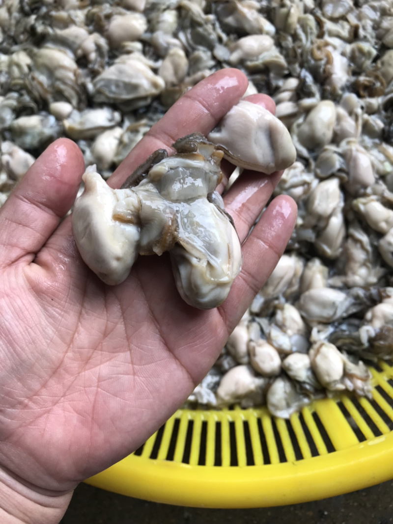 《有好货》生蚝肉海洋生蚝肉味道肥美海蛎子肉