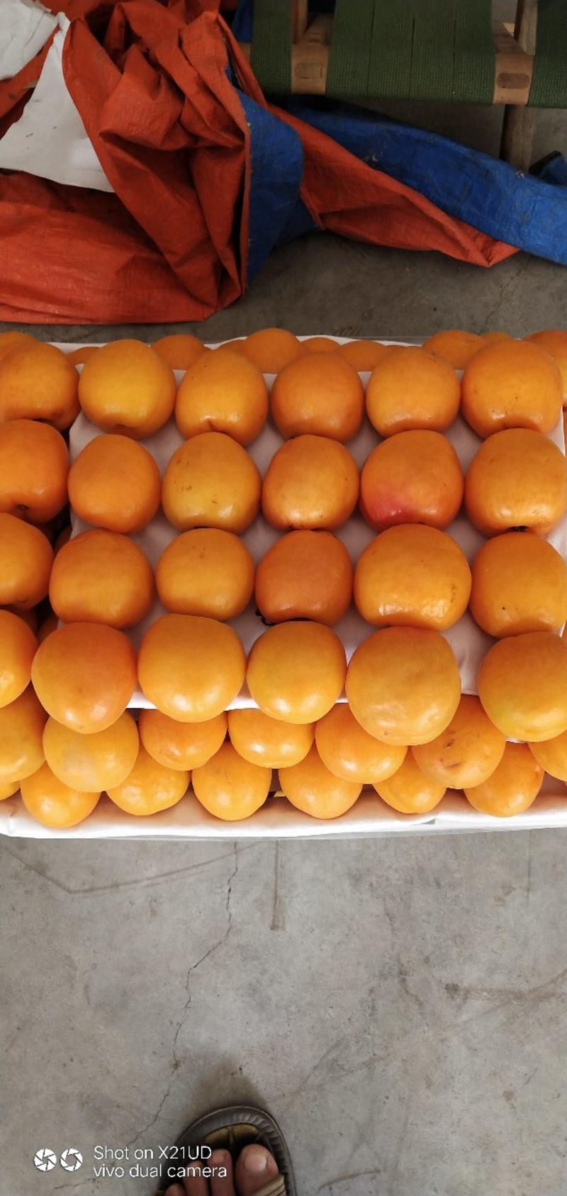 汉源杏子金太阳，甜，口感好，量大，有几千万斤，甜得好。