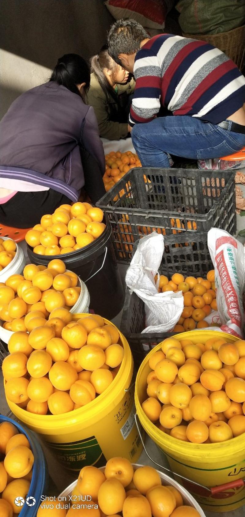 汉源杏子金太阳，甜，口感好，量大，有几千万斤，甜得好。