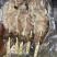 《有好货》铁板鱿鱼，烧烤铁板鱿鱼海鲜鱿鱼