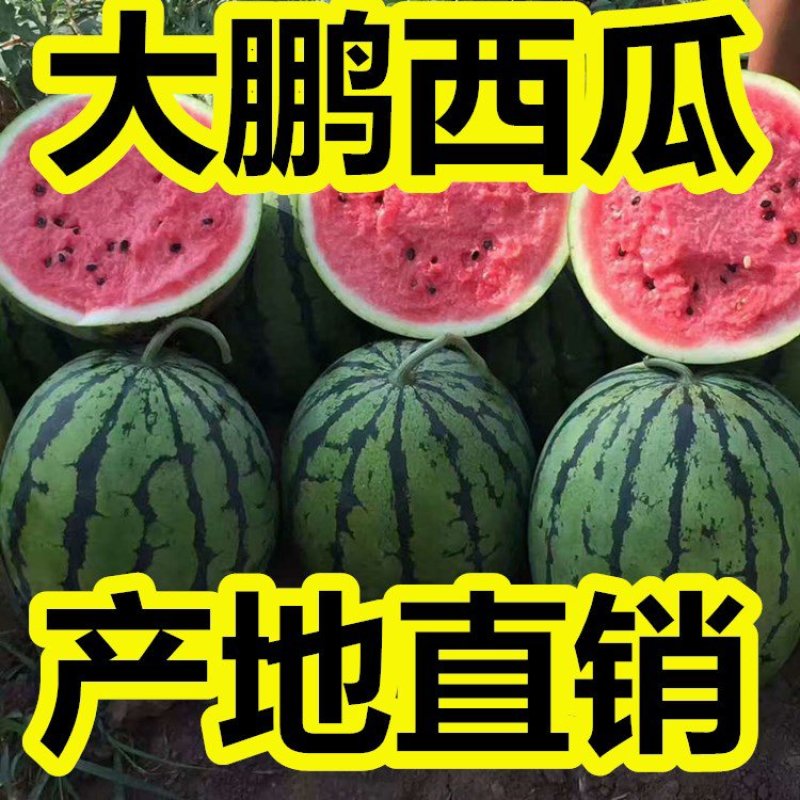 万亩大鹏甜王西瓜京欣，【包熟包甜】产地大降价，皮薄头岔