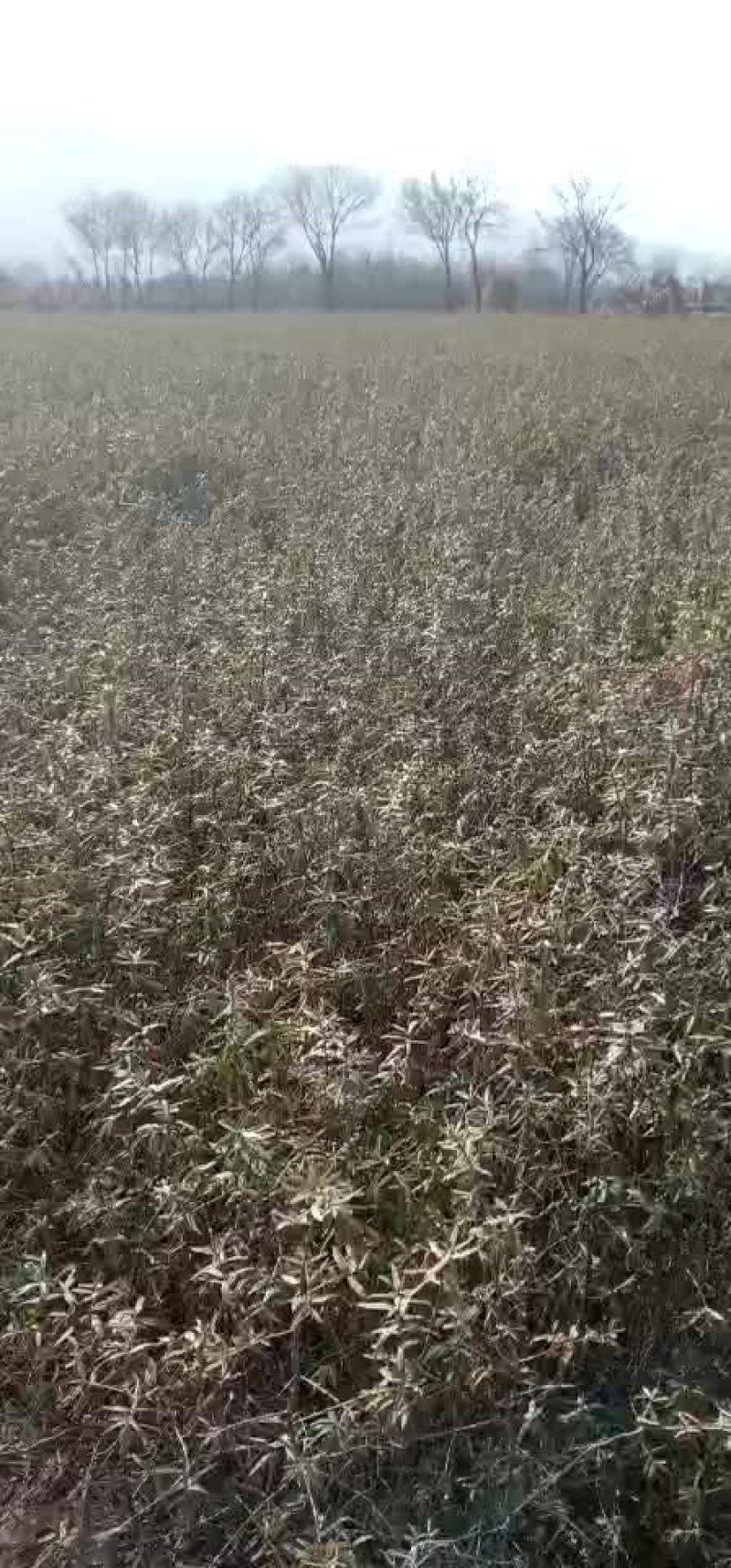 沙棘树苗，沙棘杯苗