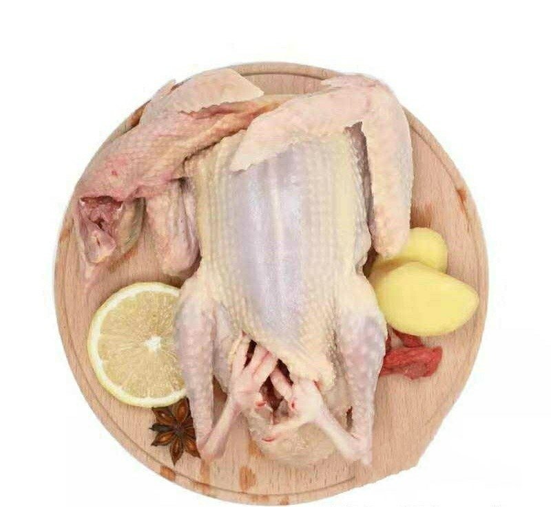 【特惠】新鲜乳鸽土鸽子农家散养鸽子放飞活体乳鸽子肉鲜现杀