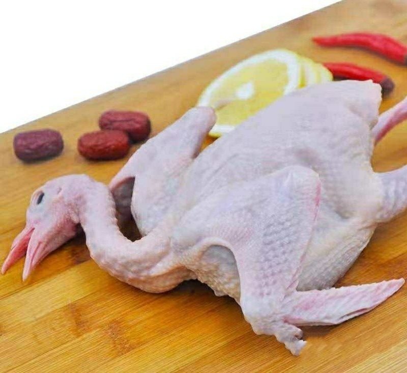 【特惠】新鲜乳鸽土鸽子农家散养鸽子放飞活体乳鸽子肉鲜现杀