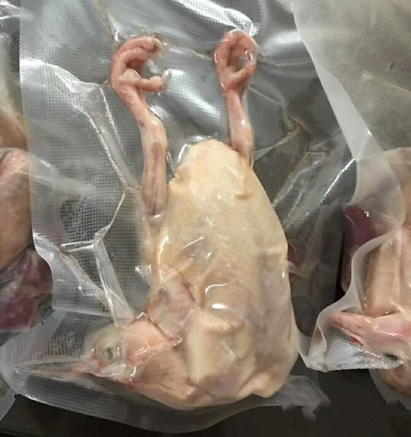 【特惠】新鲜乳鸽土鸽子农家散养鸽子放飞活体乳鸽子肉鲜现杀
