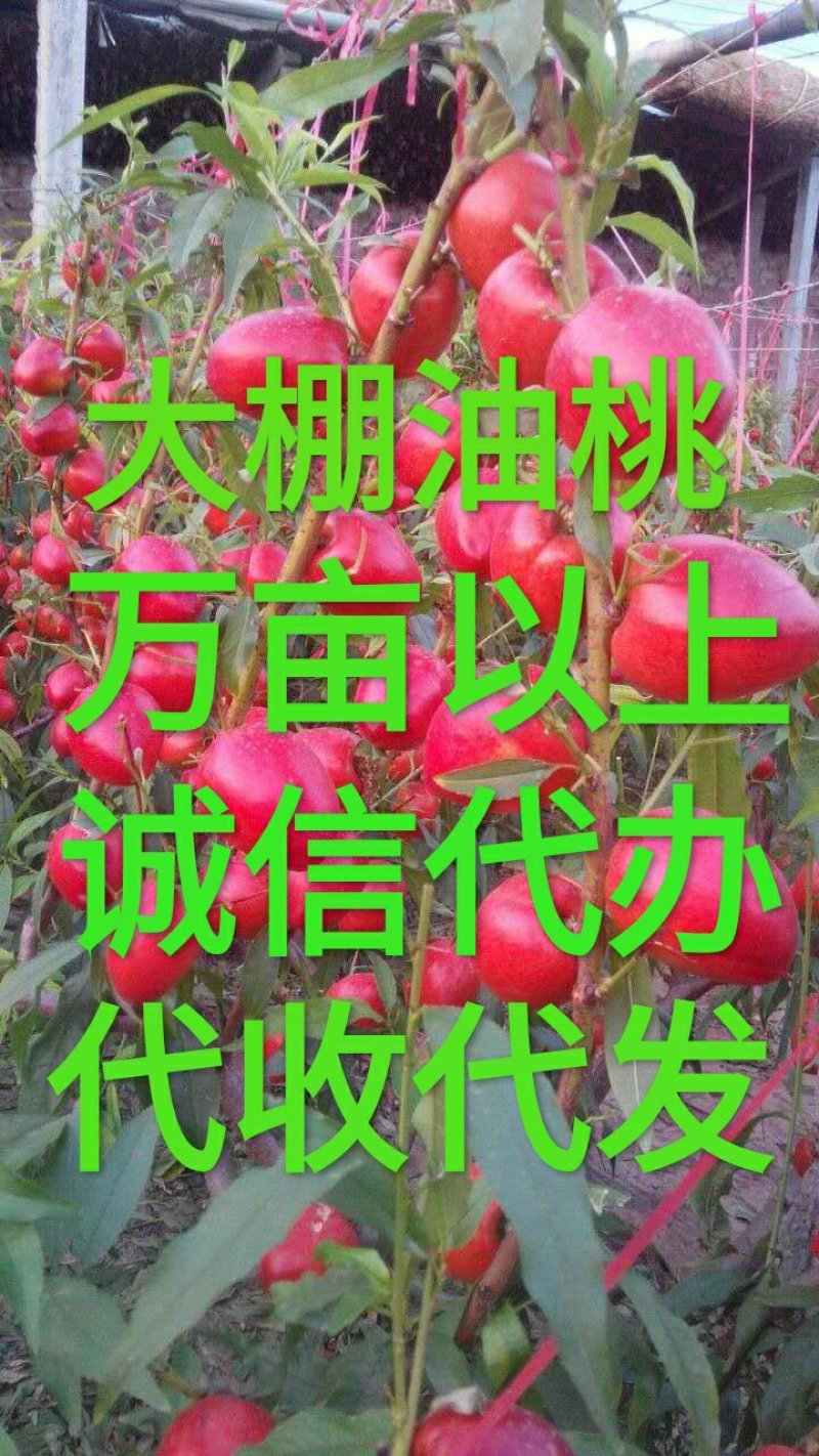 永莲蜜桃，货发全国。