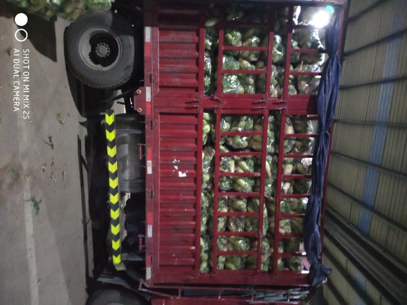 精品萝卜大量上市，产地直供价格美丽，货源充足，