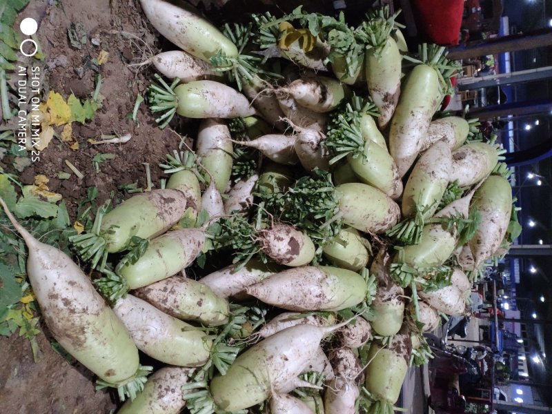 精品萝卜大量上市，产地直供价格美丽，货源充足，