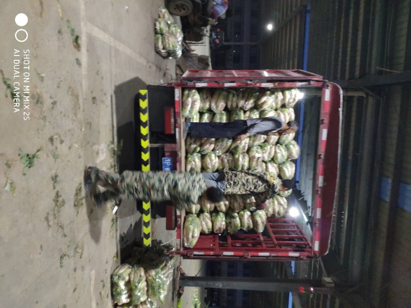 精品萝卜大量上市，产地直供价格美丽，货源充足，