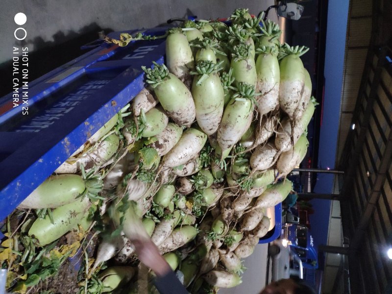 精品萝卜大量上市，产地直供价格美丽，货源充足，