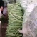赶集货，上货快，芸豆，扁青，价格随行！