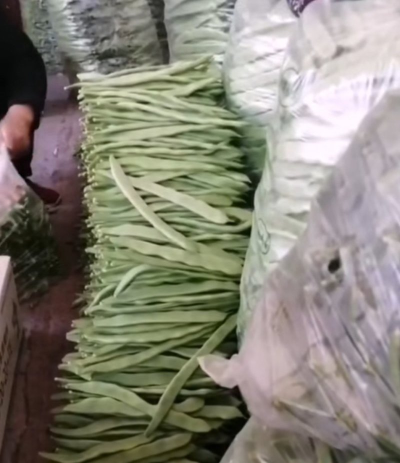 赶集货，上货快，芸豆，扁青，价格随行！